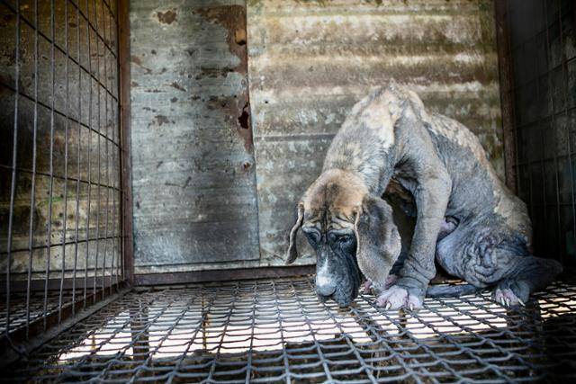 2017년 5월 충남 예산군의 한 개농장 뜬장 속 개가 웅크리고 있다. 한국 휴메인소사이어티인터내셔널 제공