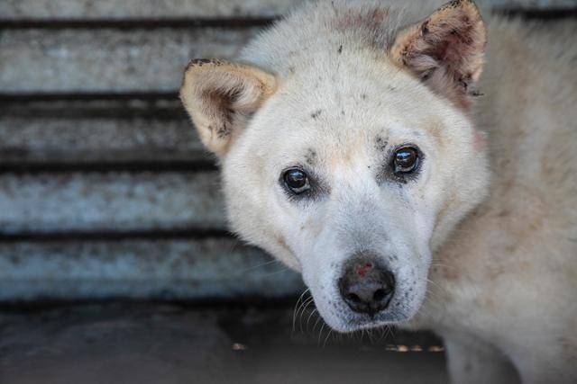 올해 1월 한국 휴메인소사이어티인터내셔널이 폐쇄하기 전 충남 아산 개농장 속 개가 철창 밖을 바라보고 있는 모습. 이 사진은 10일부터 서울 여의도 국회의원회관에서 열리는 사진전에서 볼 수 있다. 한국 휴메인소사이어티인터내셔널 제공
