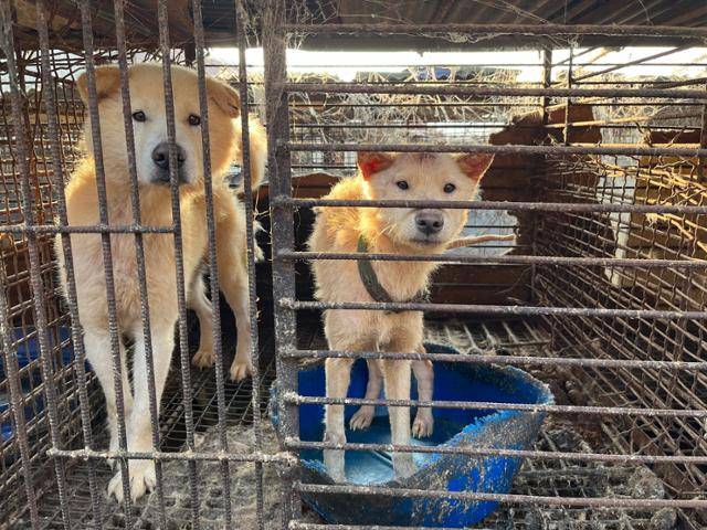올해 3월 충남 아신시 한 식용개 농장에서 한국 휴메인소사이어티인터내셔널이 구조하기 전 뜬장에 갇힌 채 철창 밖을 바라보고 있는 개들의 모습. 한국 휴메인소사이어티인터내셔널 제공