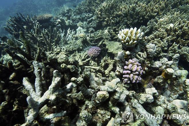 호주 퀸즐랜드 해역 산호 [AP 연합뉴스 자료사진. 재판매 및 DB 금지]