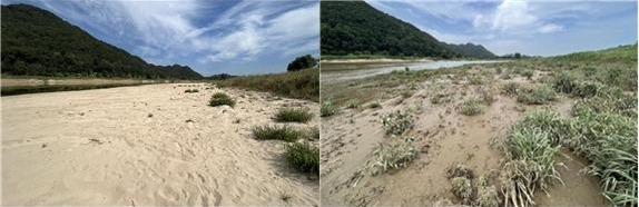 지난해 열린 백제문화제 이전 고마나루(좌)와 최근 고마나루 모습(우) 지난해 백제문화제 이전의 고마나루에 금모래가 쌓여 있던 것과 달리, 지난 6일 고마나루가 펄로 변하고 풀이 자란 모습이다. 2023.7.11 [대전충남녹색연합 제공. 재판매 및 DB 금지]