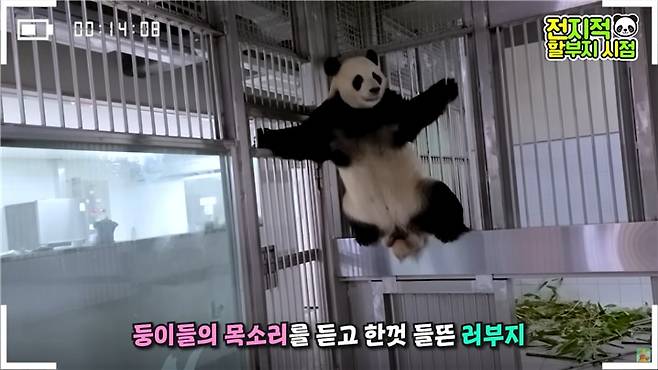 쌍둥이 판다의 아빠가 된 러바오./에버랜드 유튜브