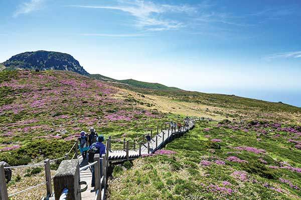 윗세족은오름에서 본 선작지왓. 점령군이 된 제주조릿대로 인해 산철쭉이 점점 몰려나는 모양새다.