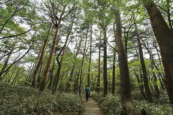 영실 등산로로 들어서면 만나는 금강송 지대. 걷는 기분 나는 곳이다.