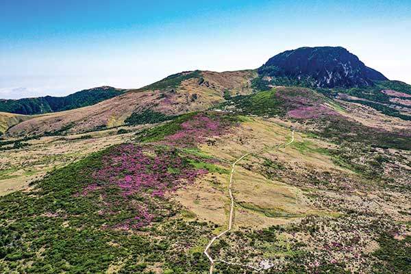 산철쭉이 한창인 선작지왓 일대. 한라산의 고산지대 평원인 이곳에 윗세오름이 있다.