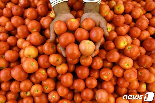 토마토ⓒ AFP=뉴스1