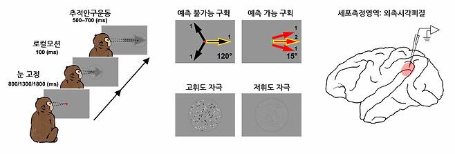 행동실험 및 세포측정영역.[IBS 제공]