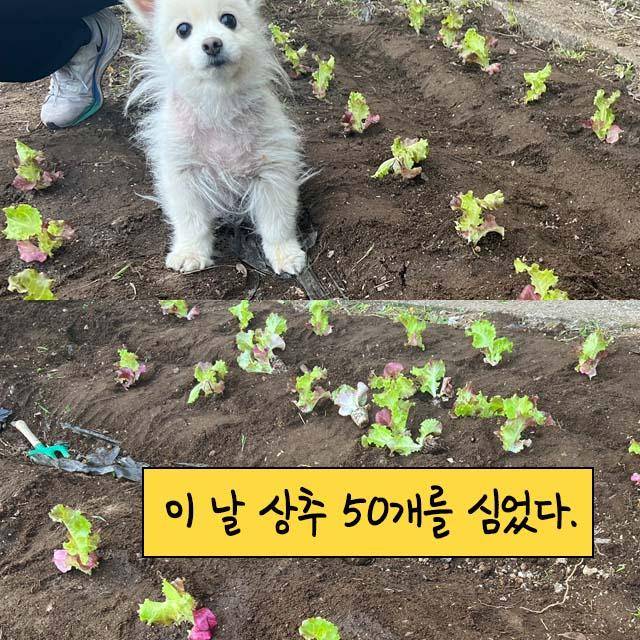 감자 작가 인스타툰 일부. 감자 작가 제공