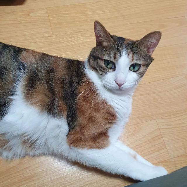 허킨치 작가 만화 중 일부. 허킨치 작가 제공