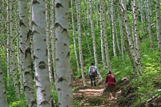 1993년 솔잎혹파리 피해 지역에 심은 자작나무 묘목이 이렇게 자랐다.