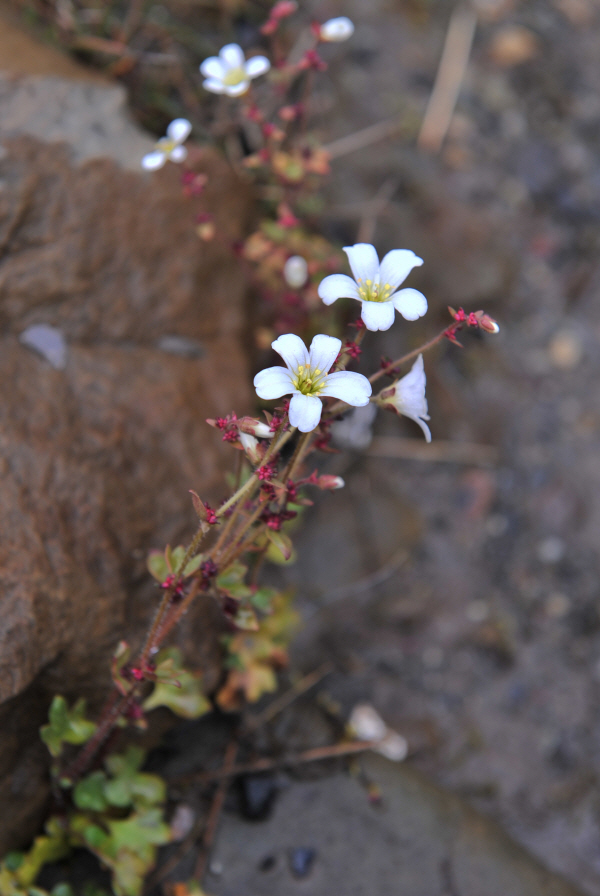 씨눈바위취(Drooping Saxifrage)높이 3~12cm 잎은 손바닥 모양인데 꽃줄기 끝에 한 개의 흰색 꽃이 피어납니다.