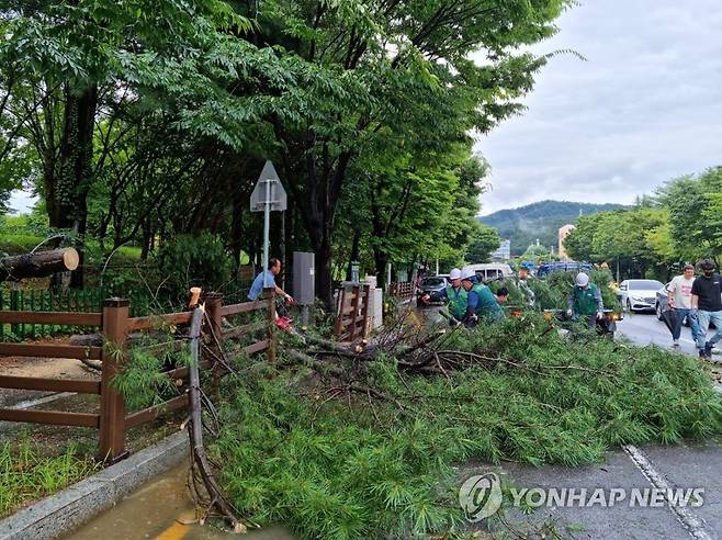 지난 11일 폭우에 쓰러진 나무 (광주=연합뉴스) 11일 오후 광주 북구 일곡3근리공원에서 북구청 관계자들이 폭우로 쓰러진 나무를 정리하고 있다. 2023.7.11 [광주 북구 제공. 재판매 및 DB 금지] iny@yna.co.kr