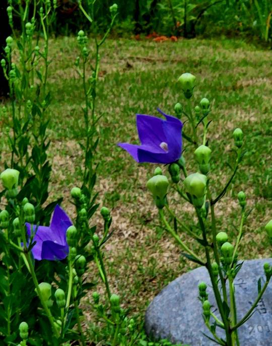 삼청동 청와대 무병장수를 기원하는 불로문(不老門)을 들어서면 소정원에 여름꽃인 남보라색 도라지꽃이 피어있다. 2022년 6월26일 도라지꽃이 풍선 모양에서 막 꽃잎을 터뜨리려 하고 있다.