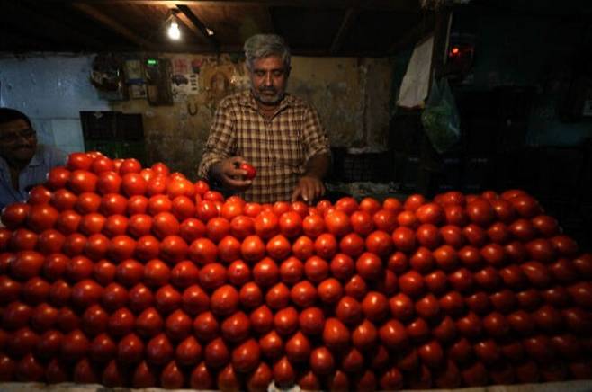 지난 11일(현지시간) 인도 서부에 있는 도시 아마나바드의 한 채소 가게에서 상인이 토마토를 진열하고 있다. 아마나바드=AP연합뉴스