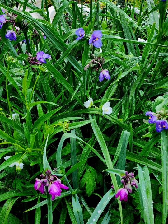 자주색 분홍색 흰색 등 3종류의 자주달개비가 한군데 피어 있는 모습. 5월27일 북한강변 경기 양평의 한 식당 앞 정원에서