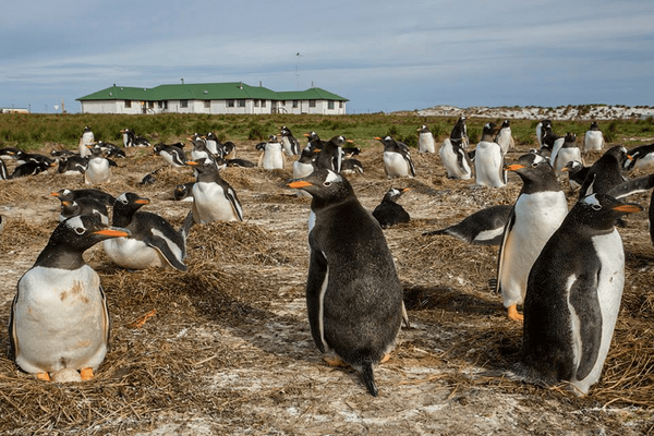포클랜드 씨 라이언 롯지 / 온라인 커뮤니티