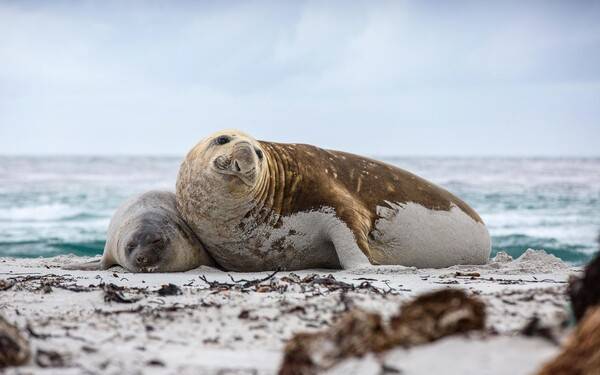 포클랜드 씨 라이언 롯지 / 온라인 커뮤니티