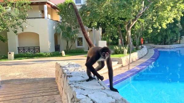 멕시코 옥시덴탈 앳 엑스카렛 데스티네이션 / 온라인 커뮤니티