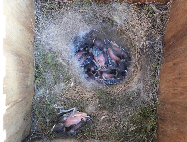 둥지를 뜯고 살펴보니 박새 새끼 7마리가 살아 있었다.