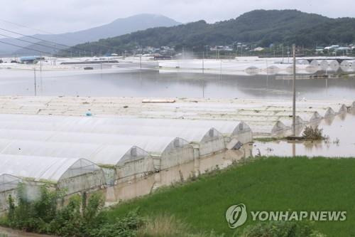 물에 잠겨버린 비닐하우스 농가 [강수환 기자]