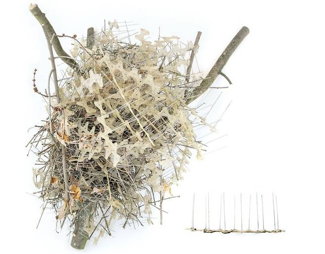 벨기에 앤트워프에서 발견된 까치집. 천적을 쫓기 위해 일부러 스파이크를 뜯어다가 둘렀다./Auke-Florian Hiemstra, Naturalis Biodiversity Center, DEINSEA