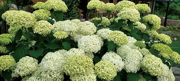 꽃송이가 극대화된 미국수국의 품종 애나벨H. arborescens 'Annabelle'.