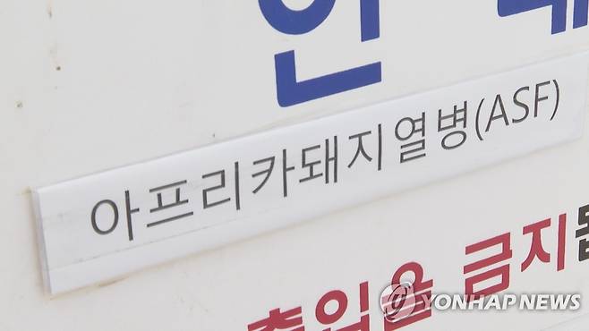 아프리카돼지열병 [연합뉴스TV 제공]