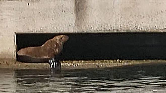 19일 오후 4시 7분쯤 경북 포항시 북구 영일만항 북방파제에서 멸종위기 야생생물 2급인 큰바다사자 한마리가 발견됐다./뉴스1