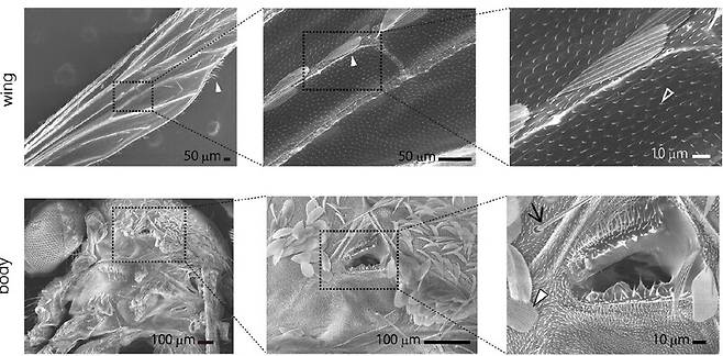 모기 날개의 미세 비늘 구조(위)와 몸체의 숨구멍(아래). 사이언티픽 리포트