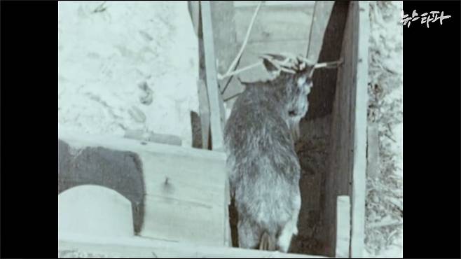 ▲&nbsp; 1944년 6월 촬영된 네이팜탄 투하 실험 영상 중 살아 있는 염소를 목표물에 배치하는 장면