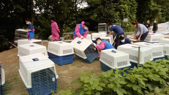 다큐 '누렁이'엔 개농장의 개들을 구조하려 애쓰는 한국의 다양한 동물 보호 단체도 등장한다. 사진 저스트 브라이트 프로덕션스