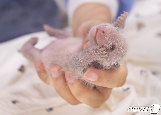 에버랜드가 판다월드에서 태어난 국내 최초 쌍둥이 아기 판다의 생후 12일차 모습을 21일 공개했다. 쌍둥이 판다가 태어날 당시와 비교해 눈, 귀, 등, 앞다리, 뒷다리 등 검은털이 자라날 신체 부위에서 모낭 속 검정 무늬가 서서히 보이기 시작하는 모습을 확인할 수 있다. 사진은 쌍둥이 판다 중 둘째 모습. (삼성물산 제공) 2023.7.21/뉴스1