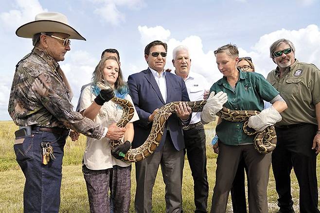 작년 6월 론 디샌티스(가운데) 미국 플로리다 주지사가 ‘2022 플로리다 버마비단뱀 챌린지’ 행사에서 포획한 버마비단뱀을 들고 있다. /AP 연합뉴스