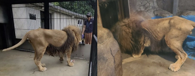 살이 오른 바람이의 현재 모습(왼쪽)과 갈비뼈가 보일 정도로 말랐던 과거 모습. 사진=청주동물원 인스타그램