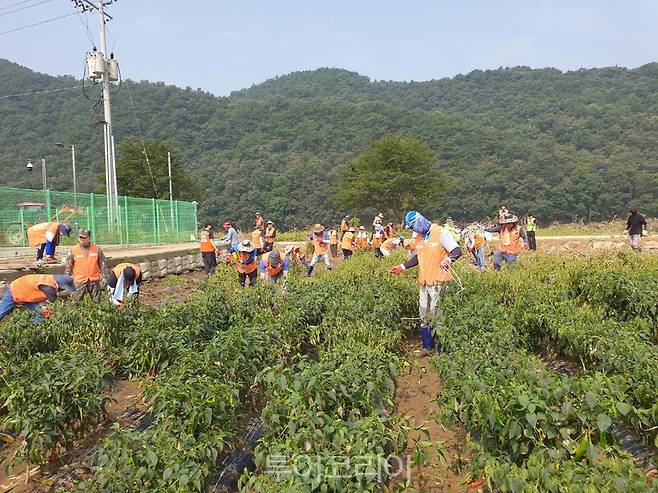 의왕도시공사 다원봉사단 단원들이 수해 피해를 입은 감물면 고추 농가를 방문해 침수된 고추밭 지장물과 침수 잔해물 제거 작업을 하고 있다.[사진=의왕시]ㅠ