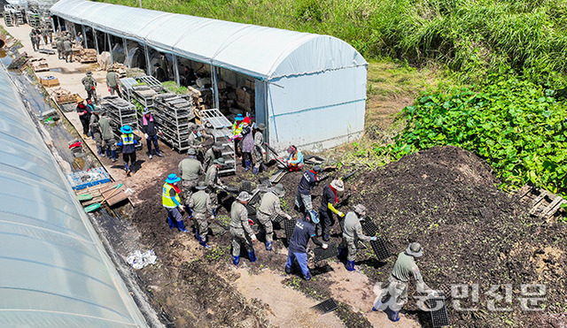 충남 논산시 성동면 삼호리 구연육묘장에서 육군 32사단 장병들이 침수 피해로 못 쓰게 된 수박·토마토·오이·양배추 모종을 전량 폐기하고 있다.