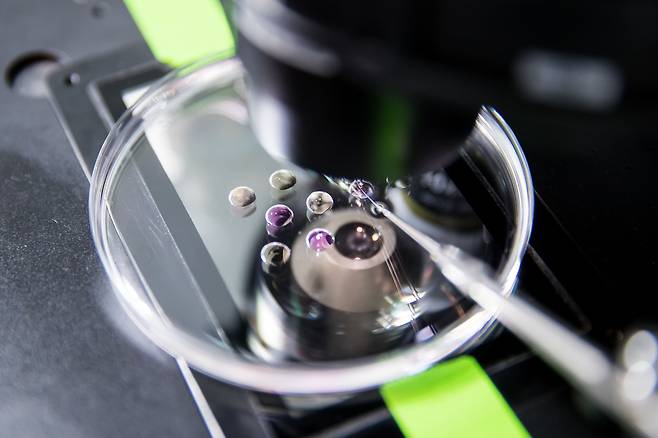 옵티팜은 돼지 신장을 이식한 원숭이가 221일 생존 기록을 달성하며 관련 실험이 마무리했다고 25일 밝혔다. /옵티팜