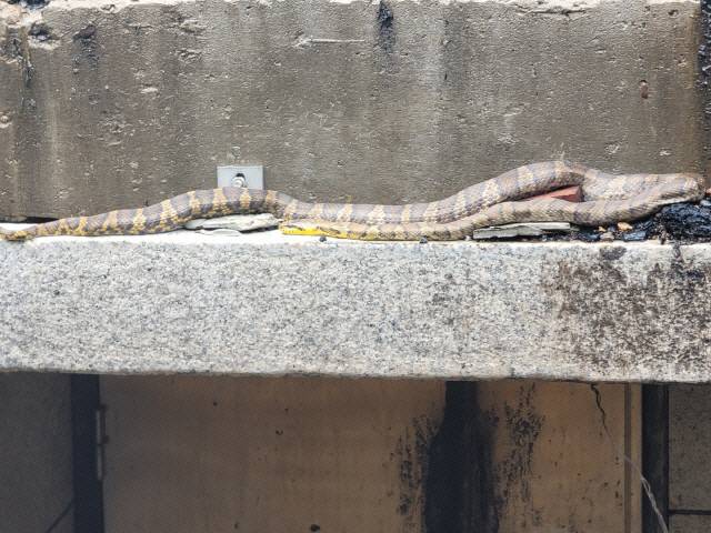 ▲ 2021년 6월&nbsp;화재로 전소된 엄흥도기념관 뒷편 창고에서 발견된 길이 2m의 황구렁이. [강원도민일보 자료사진]