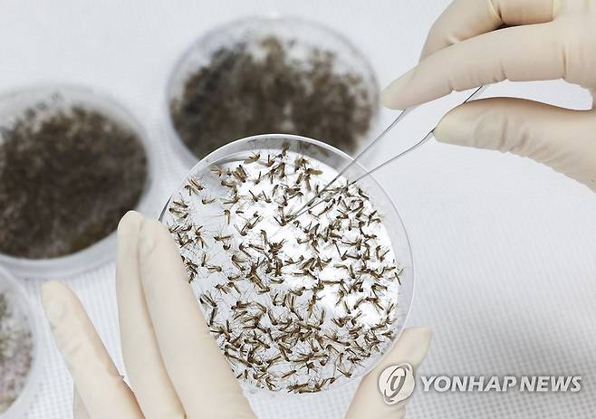 모기 분류 작업 [연합뉴스 자료사진]