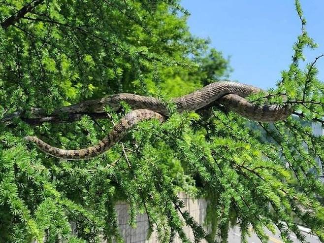 지난해 강원 태백시에서 발견된 초대형 뱀. 전문가들은 구렁이로 추정하고 있다.
