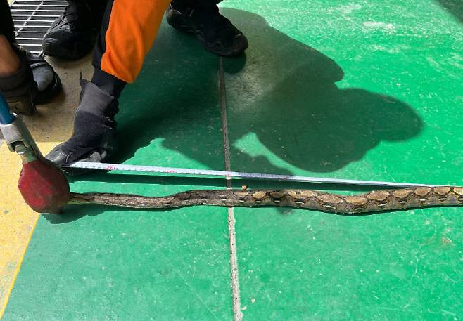 24일 영주시 적서동에 있는 한 공장에서 발견된 그물무늬비단뱀 (사진=영주소방서)