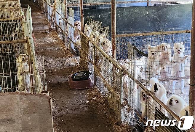 보령시 주산면 창암리 한 불법 개 번식장에서 발견된 반려견들 모습.(독자 제공)/뉴스1