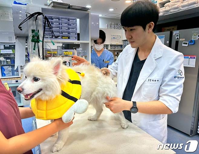 면역매개성 다발성 관절염 치료 중인 강아지(이음동물의료센터 제공) ⓒ 뉴스1