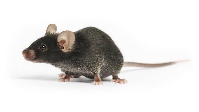 나이든 쥐에게 젊은 쥐의 혈액을 수혈하면 유전자 기능이 젊어지면서 수명이 6% 이상 늘어나는 것으로 나타났다./Jackson Lab