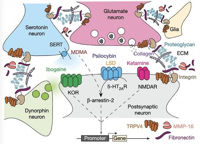 사이키델릭 약물에 의한 사회성학습 재활 효과의 분자기전 모델. 네이처 제공