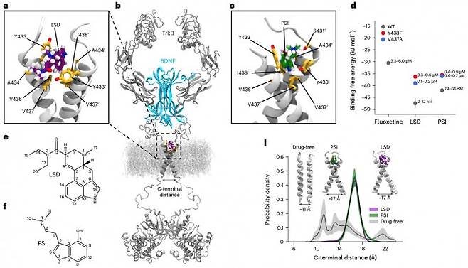 사이키델릭 약물들이 BDNF의 수용체인 TrkB에 직접 결합하는 위치를 보여주는 단백질 구조 정보. 네이처 제공