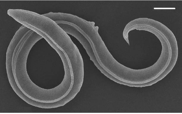 4만6천년 전 벌레 [MAX-PLANCK-GESELLSCHAFT 홈페이지 캡처. 재판매 및 DB 금지]