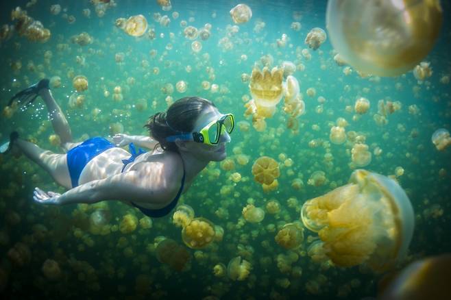 독없는 해파리들과 수영을 즐길 수 있는 해파리 호수/사진= 태평양 관광기구