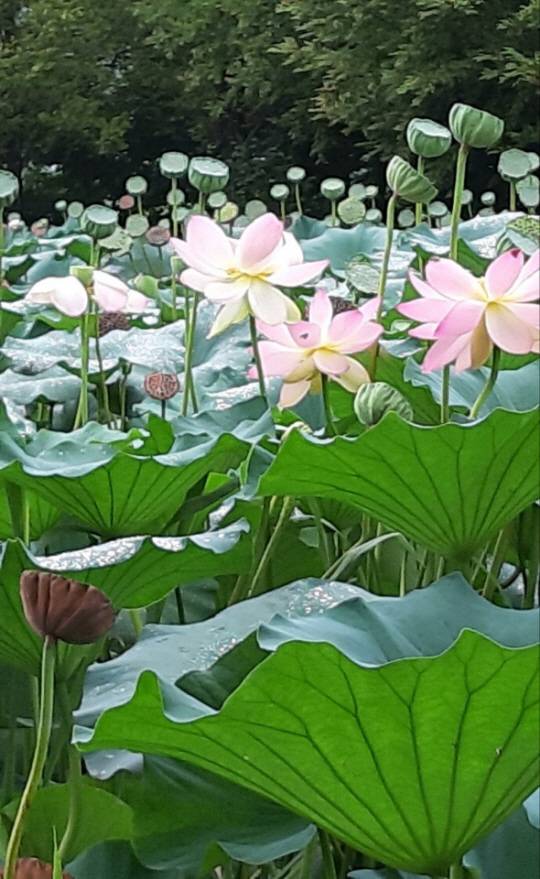 연꽃 잎은 물에 젖지 않는다. 물방울이 모이면 밖으로 배출한다. 2021년 8월22일 경기 양평 세미원의 연꽃.