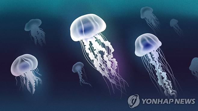 해파리 (PG) [강민지 제작] 일러스트